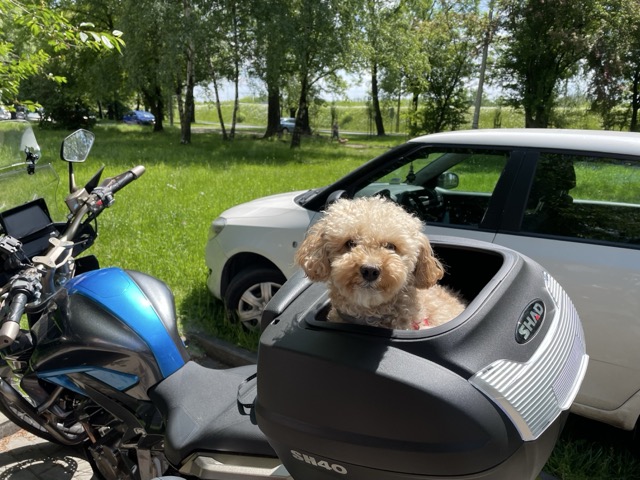 pies w kufrze motocyklowym